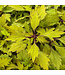 Coleus ColorBlaze® 'Royale Pineapple Brandy' 4.5in [1]
