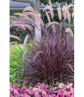 Livingstone Purple Fountain Grass (Pennisetum s. 'Rubrum')