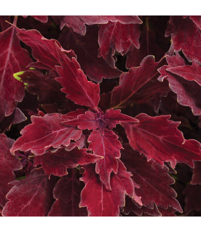 Coleus ColorBlaze® 'Royale Cherry Brandy' 4.5in [1]