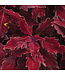 Coleus ColorBlaze® 'Royale Cherry Brandy' 4.5in [1]