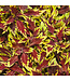 Coleus ColorBlaze® 'Royale Apple Brandy' 4.5in [1]