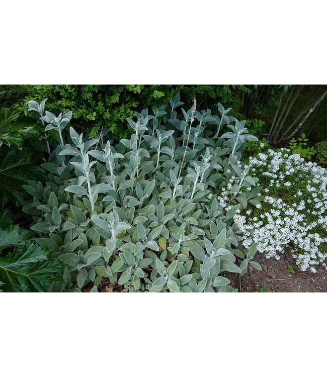 Lamb's Ears (Stachys byzantina)