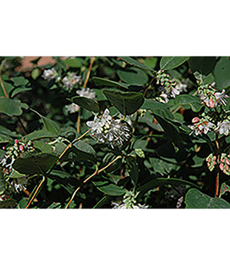 Livingstone White Snowberry (Symphoricarpos occidentalis)