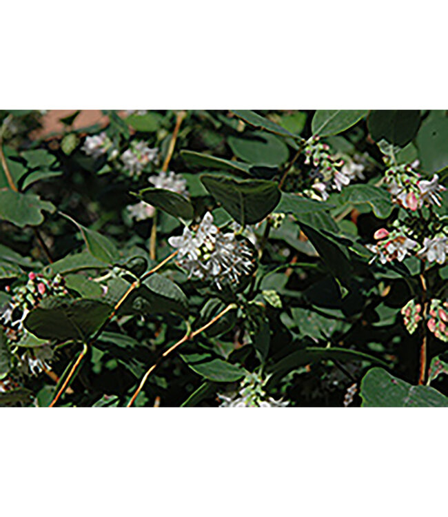 White Snowberry (Symphoricarpos occidentalis)