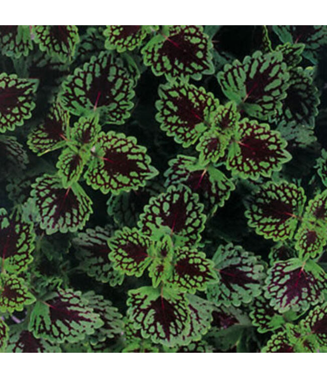 Coleus ColorBlaze® 'Chocolate Drop' 4.5in [1]