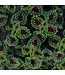 Coleus ColorBlaze® 'Chocolate Drop' 4.5in [1]