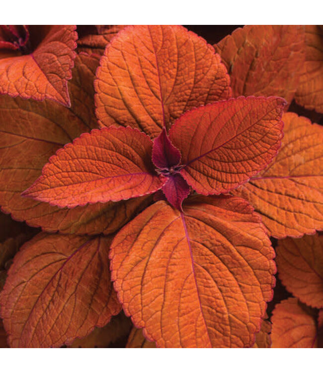Coleus ColorBlaze® 'Sedona Sunset' 4.5in [1]
