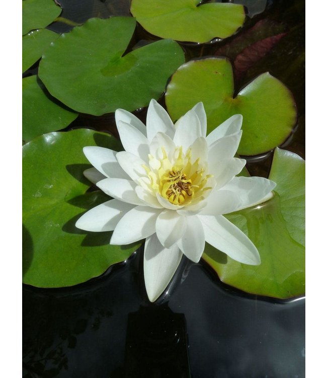 Hardy Water Lily (Nymphaea  Albida) -White 5in  [5]