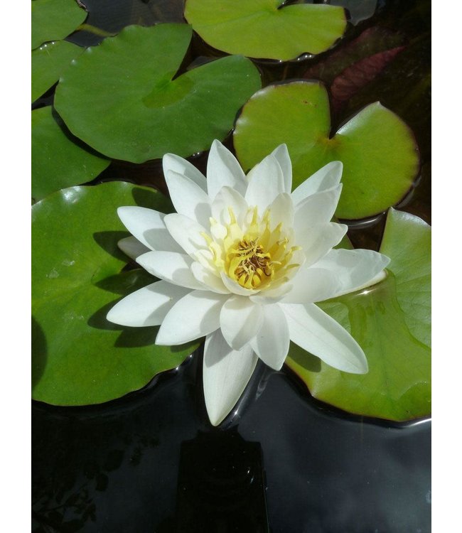 Hardy Water Lily (Nymphaea  Albida) -White
