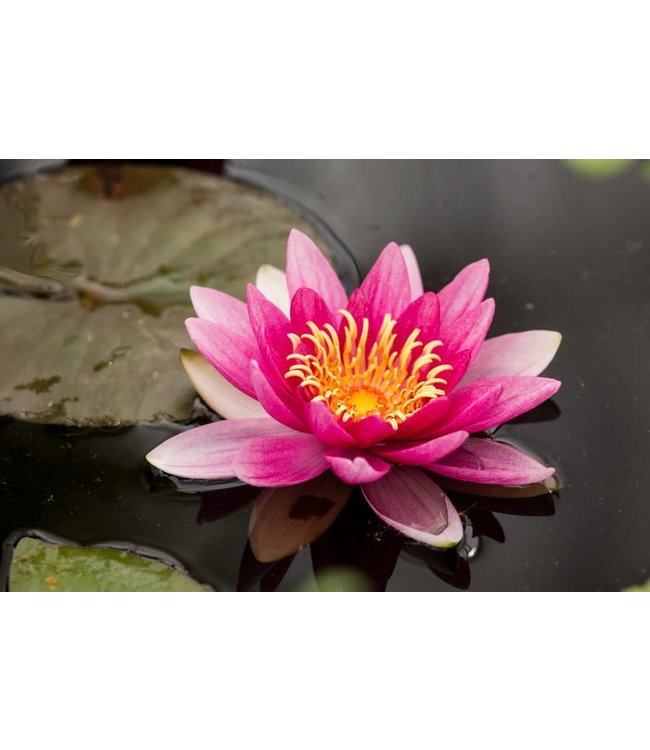 Hardy Water Lily (Nymphaea  Attraction) -Red