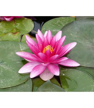 Livingstone Hardy Water Lily (Nymphaea Charles de Meurville)- Pink