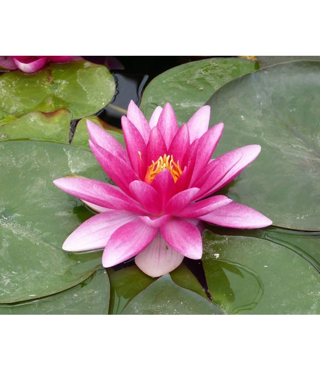 Hardy Water Lily (Nymphaea Charles de Meurville)- Pink