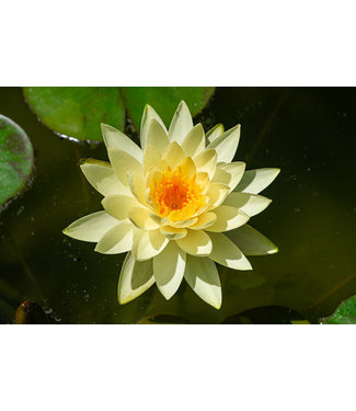 Livingstone Hardy Water Lily (Nymphaea Marliacea Chromatella) - Yellow