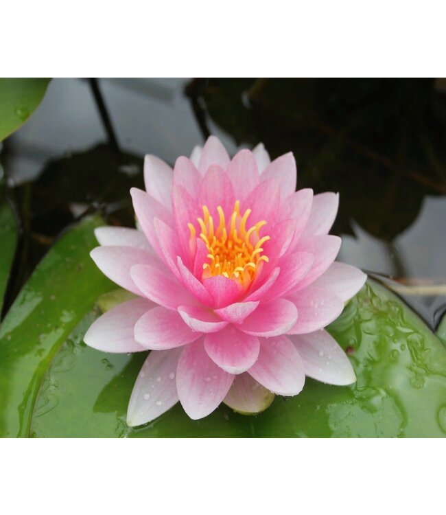 Hardy Water Lily (Nymphaea Hollandia)- Light Pink