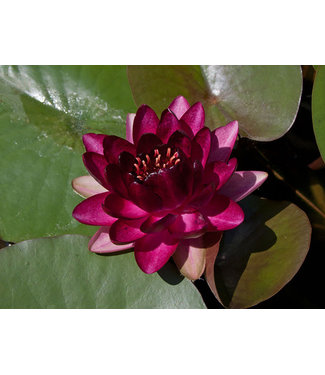 Livingstone Hardy Water Lily - Nymphaea Perry's Almost Black