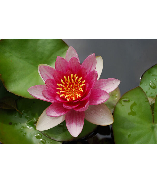 Hardy Water Lily - Nymphaea Pygmea Red