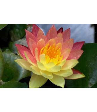 Livingstone Hardy Water Lily - Nymphaea Wanvisa