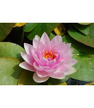 Livingstone Hardy Water Lily - Nymphaea(pink)  Wilfron Gonnere