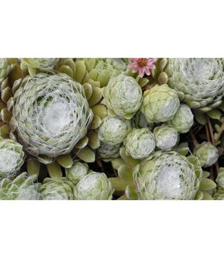 Livingstone Cobweb Hens and Chicks (Sempervivum a. 'Cobweb')