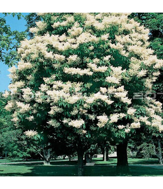 Livingstone Japanese Tree Lilac (Syringa reticulata)