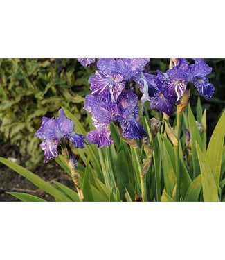 Livingstone Batik German Iris (Iris germanica 'Batik')