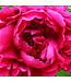 Karl Rosenfield Peony (Paeonia lactiflora 'Karl Rosenfield')