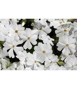 Livingstone White Delight Moss Phlox (Phlox subulata 'White Delight')