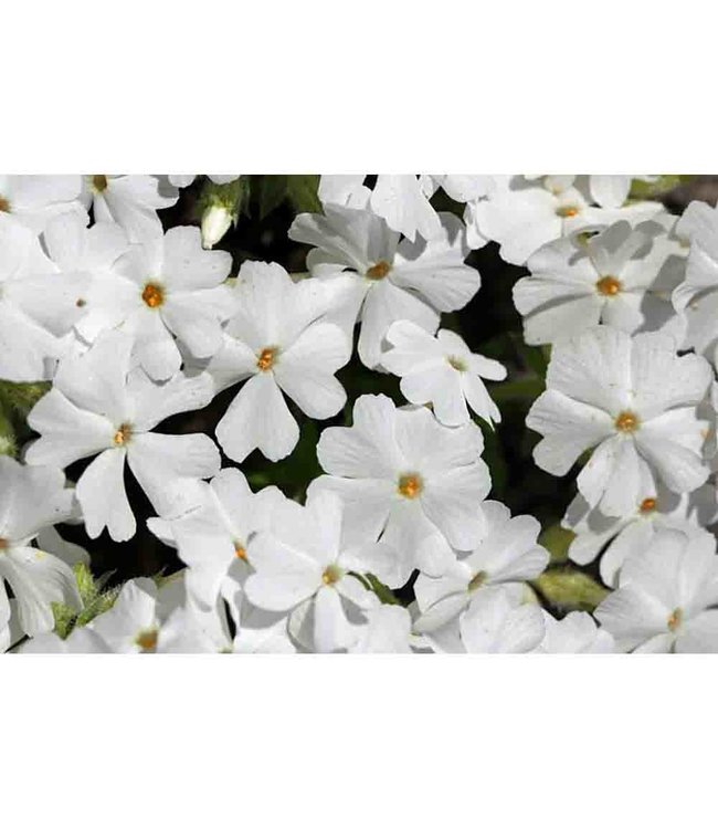 White Delight Moss Phlox (Phlox subulata 'White Delight')