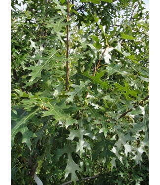 Livingstone Majestic Skies Northern Pin Oak (Quercus ellipsoidalis 'Bailskies')