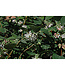 White Snowberry (Symphoricarpos occidentalis)