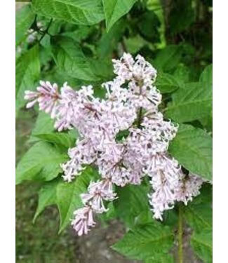 Livingstone Villosa LateLilac (Syringa villosa)