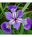 Blue Flag Iris  (Iris versicolor)