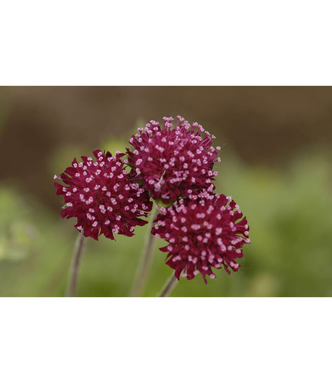 Dwarf Crimson Scabious (Knautia macedonica 'Mars Midget')