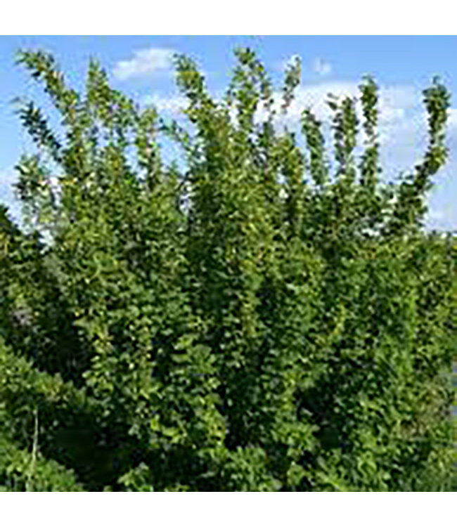 Common Caragana (Caragana arborescens 'Common')