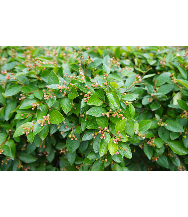 Hedge Cotoneaster (Cotoneaster lucidus)