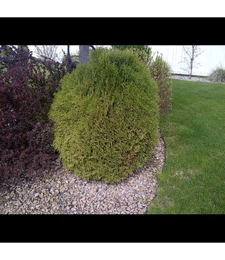 Livingstone Little Giant Cedar (Thuja occidentalis 'Little Giant')