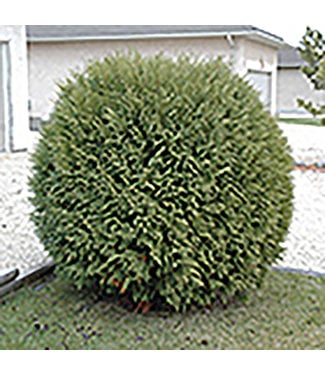 Livingstone Woodward Cedar (Thuja occidentalis 'Woodwardi')