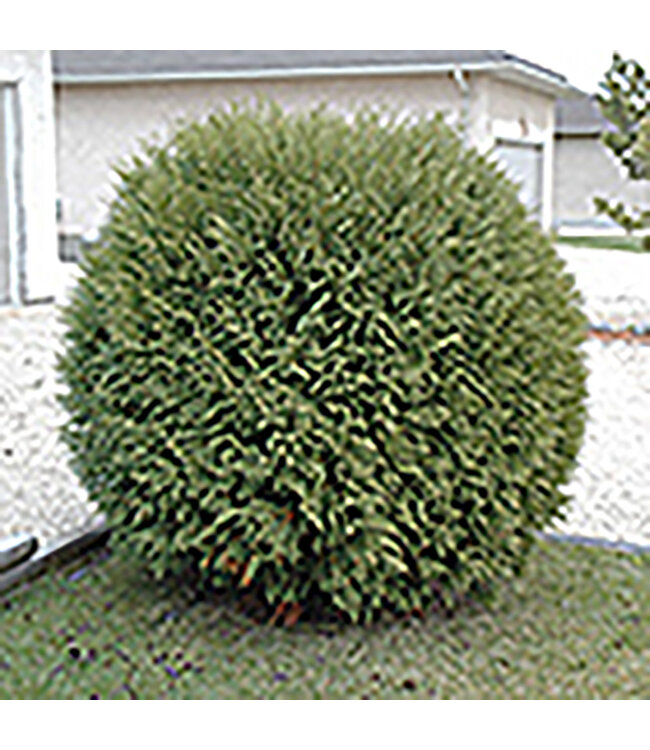 Woodward Cedar (Thuja occidentalis 'Woodwardi')