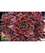 ChickCharms Series  Hens and Chicks (Sempervivum x ChickCharms)