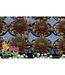 ChickCharms Series  Hens and Chicks (Sempervivum x ChickCharms)