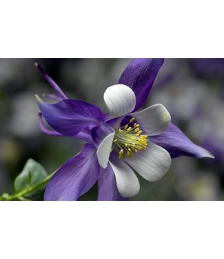 Livingstone Kirigami  Columbine  (Aquilegia caerulea 'Kirigami')