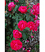 Parkland Series Rose (Rosa)