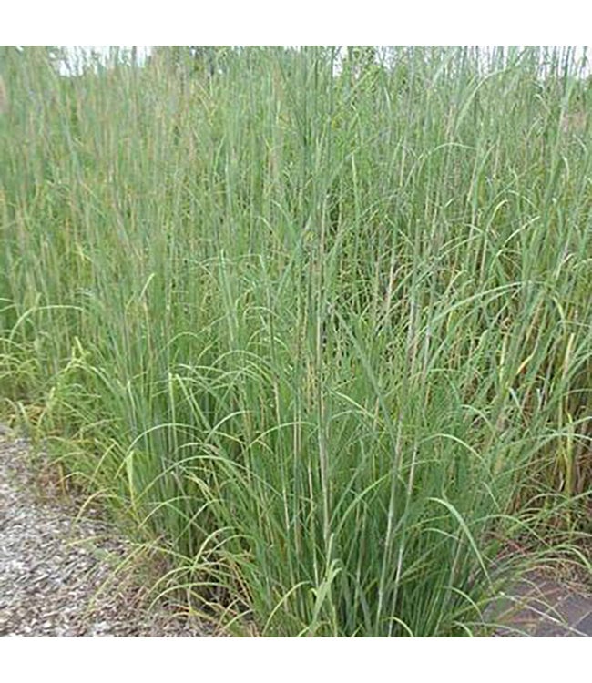 Big Bluestem Grass (Andropogon gerardii)