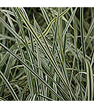Variegated Bulbous Oat Grass (Arrhenatherum bulbosum 'Variegatum')
