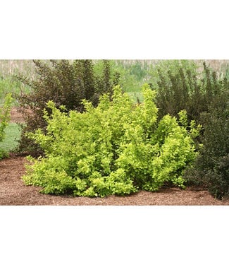 Livingstone Festivus Gold Ninebark (Physocarpus opulifolius 'Festivus Gold')