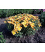 Tiger Tail Mum (Chrysanthemum x morifolium 'Tiger Tail')
