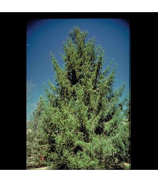 Livingstone White Spruce (Black Hills Strain) (Picea glauca 'Densata')