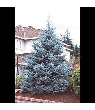 Livingstone Colorado Blue Spruce (Picea pungens glauca 'Colorado Blue')