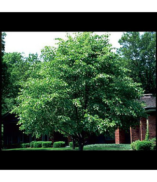 Livingstone Dropmore Linden (Tilia x flavescens 'Dropmore')