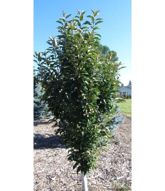 Livingstone Emerald Spire Rosybloom Crabapple CVI (Malus x adstringens'Emerald Spire' CVI)